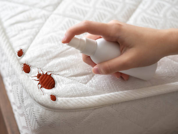 Best Flea Control Services  in Powells Crossroads, TN