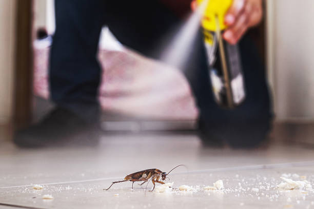 Best Wasp Removal Services  in Powells Crossroads, TN